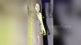 Newsflare Edit - Praying Mantis constructing her egg pod