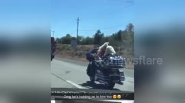 Newsflare Edit - Dog riding on motorcycle