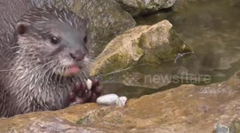 This otter 'loves' collecting stones