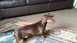Sausage Dog Really Wants His Ball