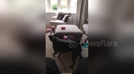 Baby chases dog around coffee table