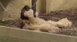 Baby orangutan makes own bed out of wood shavings