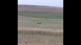 Three grizzly bears in a food fight