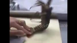 Lobster does perfect sit-up