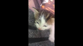Cute kitten