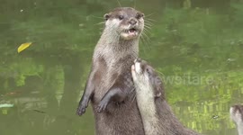 Otter pups make the most adorable noise when hungry
