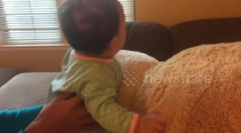 Gigantic Bear Morning Play Time