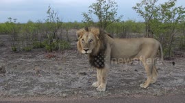 Lion teaches tourists why you should always keep your windows up on safari