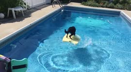 Clever dog works out how to retrieve ball from pool with paddleboard