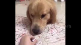 Woman plays tricks on her golden retriever