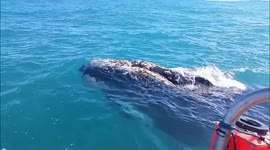 Fisherman has close encounter with massive whale