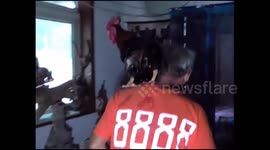Elderly man keeps a rooster as a house pet
