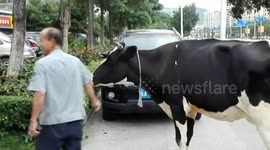 Escaped cow causes traffic jam on road