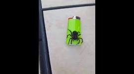 Spider guards my lighter