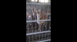 Very funny deers