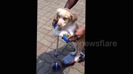 The most sweetest dog riding a trycicle...very very sweet!
