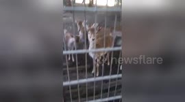 Newsflare Edit - Very funny deers