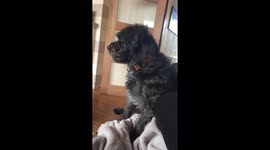 Dog hates it when you tell him he stinks of fish!