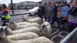 Wool Fair & Sheep Drive demonstration at London Bridge