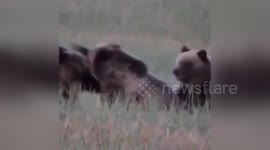 Three grizzly bears fight over food