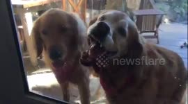 Dog takes 'separation anxiety' to new extremes