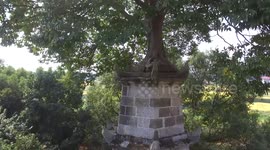 Large tree grows on top of 200-year-old Chinese tower