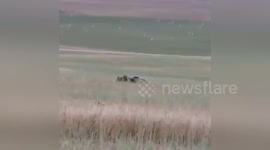Newsflare Edit - Three grizzly bears fight over food