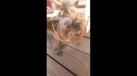 Cute Yorkie enjoy while caressing