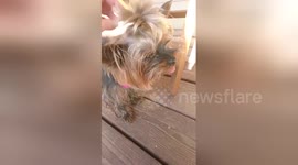 Newsflare Edit - Cute Yorkie enjoy while caressing