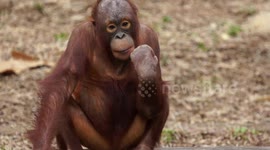 Baby orangutan struggles with 'something' on her lip
