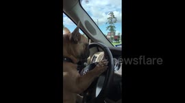 Smart dog 'drives' van