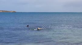 Labrador plays 'chase' with two dolphins