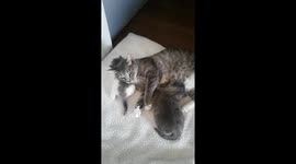 SUITE de chaton sauvé