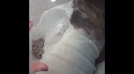 Toby loves chocolate