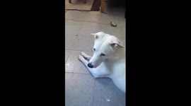 Cute Head Tilt