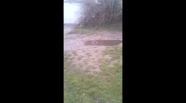 Bird is cleaning in a puddle