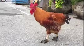 Rooster wears special shoes for his arthritis