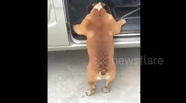 Dog with short legs tries to climb into car