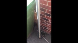 Big hairy spider eating a wasp