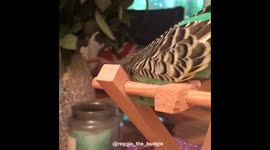 Reggie the budgie having a scratch