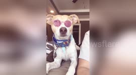 Newsflare Edit - Dog snap chat success