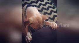 Newsflare Edit - Dog Prays before dinner Video