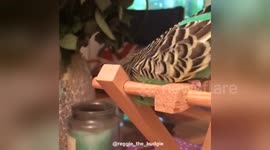 Newsflare Edit - Reggie the budgie having a scratch
