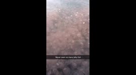 So many jellyfish