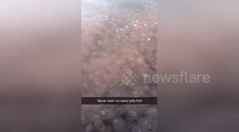 Horrendous amount of jellyfish off Canada