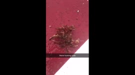 weird looking crab