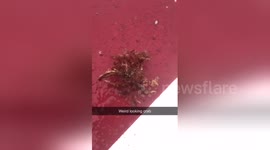 Newsflare Edit - weird looking crab