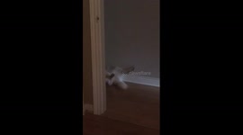tail wag happiness