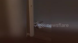 Newsflare Edit - tail wag happiness