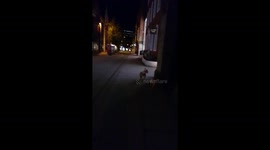 Dogs late night shopping